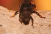 Osmia bicolor